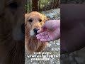 野生のゴールデンに遭遇した時の対処法#shorts