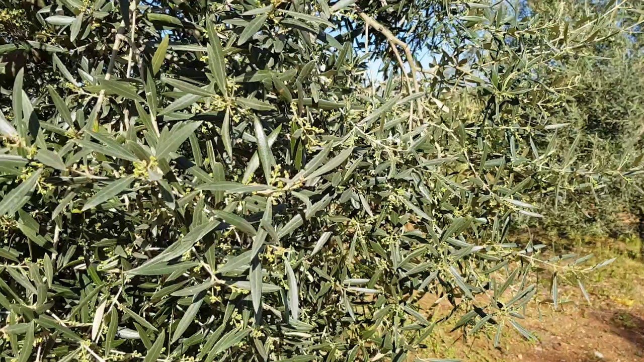 Olivar joven (11 años). Variedad Hojiblanca