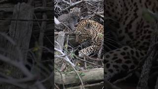 Our first look at the Three Rivers female’s new cubs 🐆 #leopard #safari