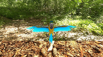 Blender Parrot based onP2design timelapse the Bird by Pierrick Picaut