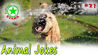Animal Jokes 🐶 🐒 🐼 Funny Dogs Cute Cats Amazing Pets Funny Jokes 2020 #21 by Animal Stars 2,468 views 3 years ago 10 minutes, 58 seconds