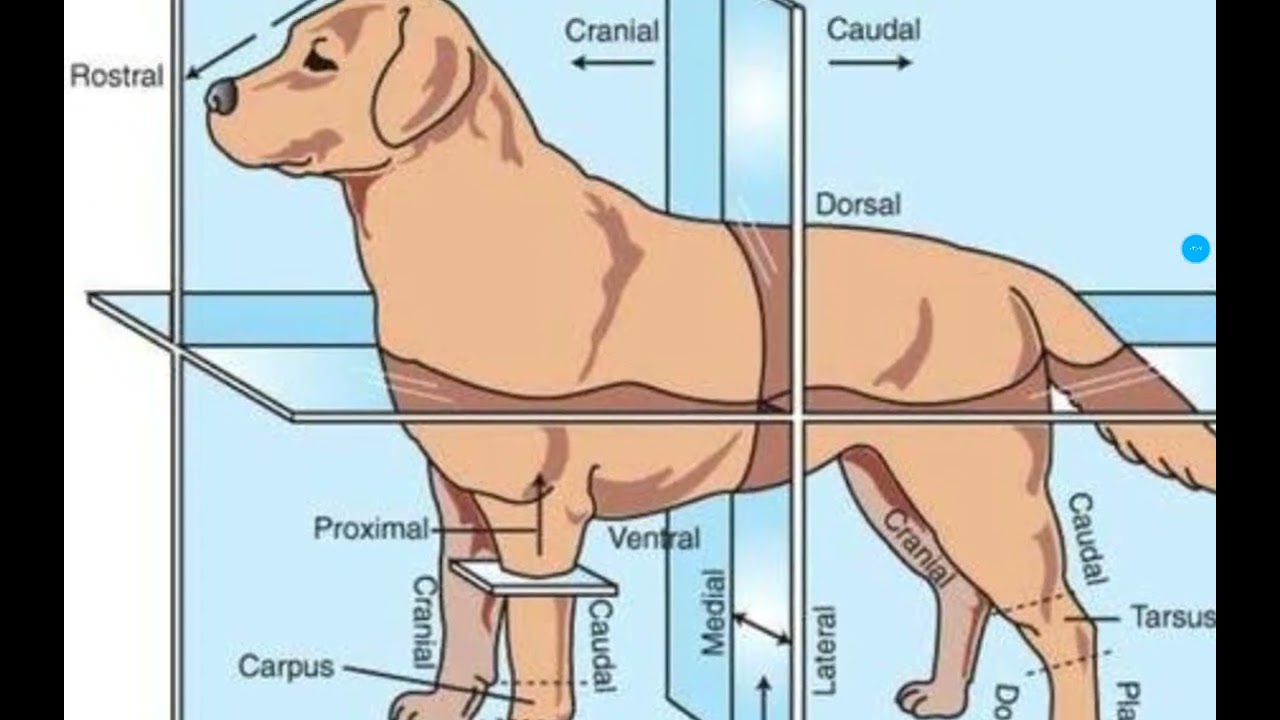 مصطلحات طبيه بيطريه 💫 لطلاب الفرقه الاولى بكليه الطب البيطرى  2025🔝