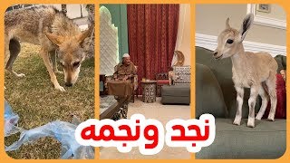 شوفو الهديه اللي جت للامير ناصر بن نواف ذيب و وعل | اسمعوا قصة الذيب