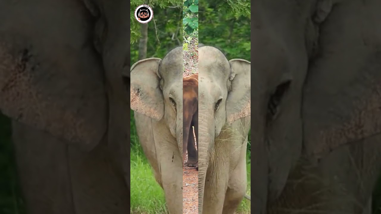 Baby Elephant Birth: Covering the Baby with Dust! #shorts #animals