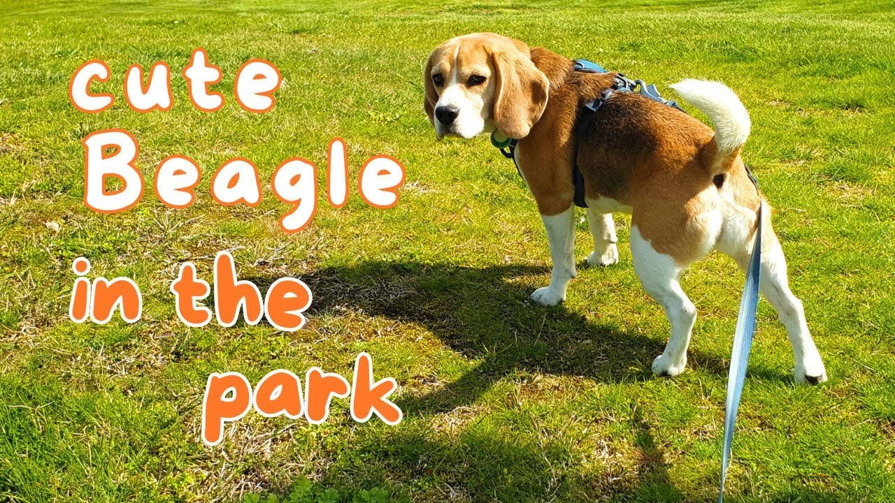 Cute Beagle In The Park!