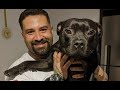 Staffordshire Bull Terrier Chico の動画、YouTube動画。