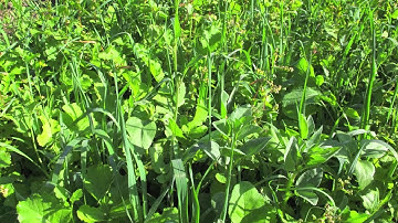 Common Sense Tips to Implement a Successful No-till System