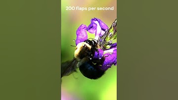 Slowest to fastest wing flaps per second.