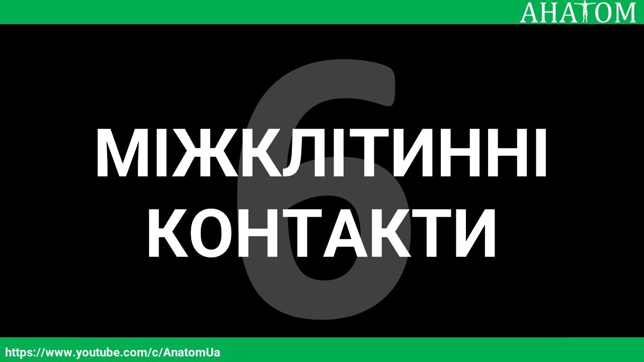 6 AnatomUa AUDIO YouTube 6-anatomua-audio-youtube