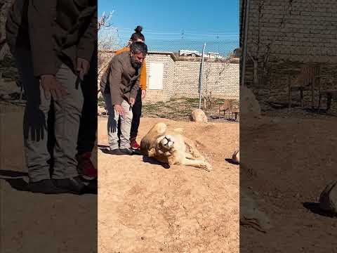 Dişi Aslanı Severken Aniden Hamle Yaptı Aslan Lion Shorts 