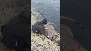Man Releasing Skate Fish Into The Sea