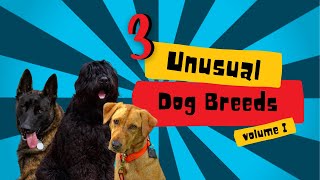 Unusual Dog Breeds: Dutch Shepherd, Black Russian Terrier, and Red Labrador