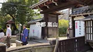 京都 陽春の嵐山の観光風景 2020年3月21日（土）: Arashiyama