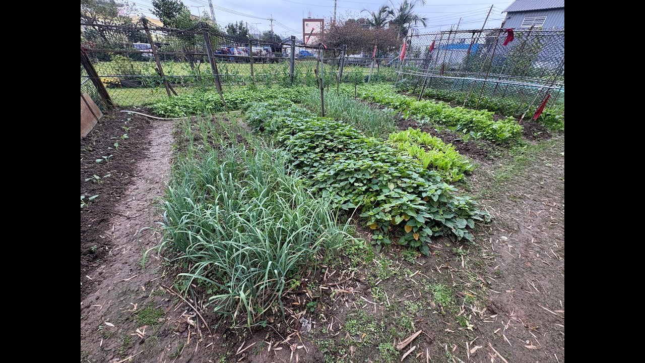 長安農園20260128(菜園現況)