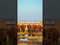 Hidden Currents Safari: From Jungle Veil to River Pulse