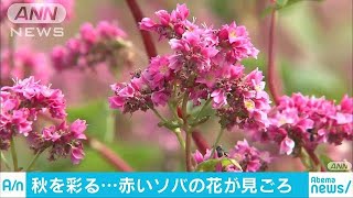 珍！赤いソバの花見頃　冷え込むとさらに鮮やかに(18/10/08)