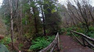 Redwoods in 360: Healthy Creeks