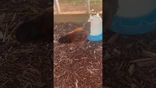 Celebrity 8 week old Easter egger rooster #shorts #farmlife Net Worth