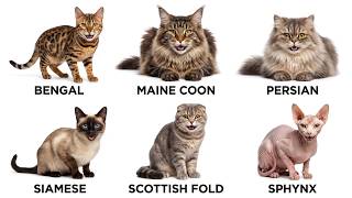 Every Type of Cat Breed Explained by Food, Region & Personality | Animal Facts