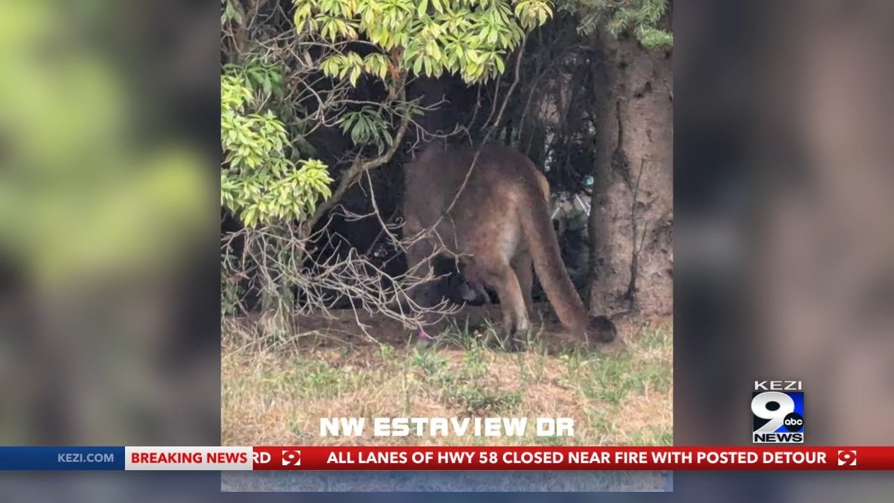 ODFW объясняет, почему пума Корваллиса так опасна