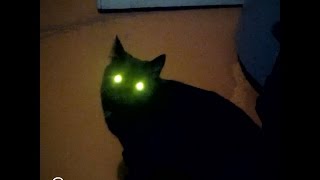 There Are Way Too Many Black Cats In Shelters