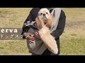 【erva】最高の犬用抱っこ紐ドッグスリングを見つけました｜アメリカンコッカースパニエル