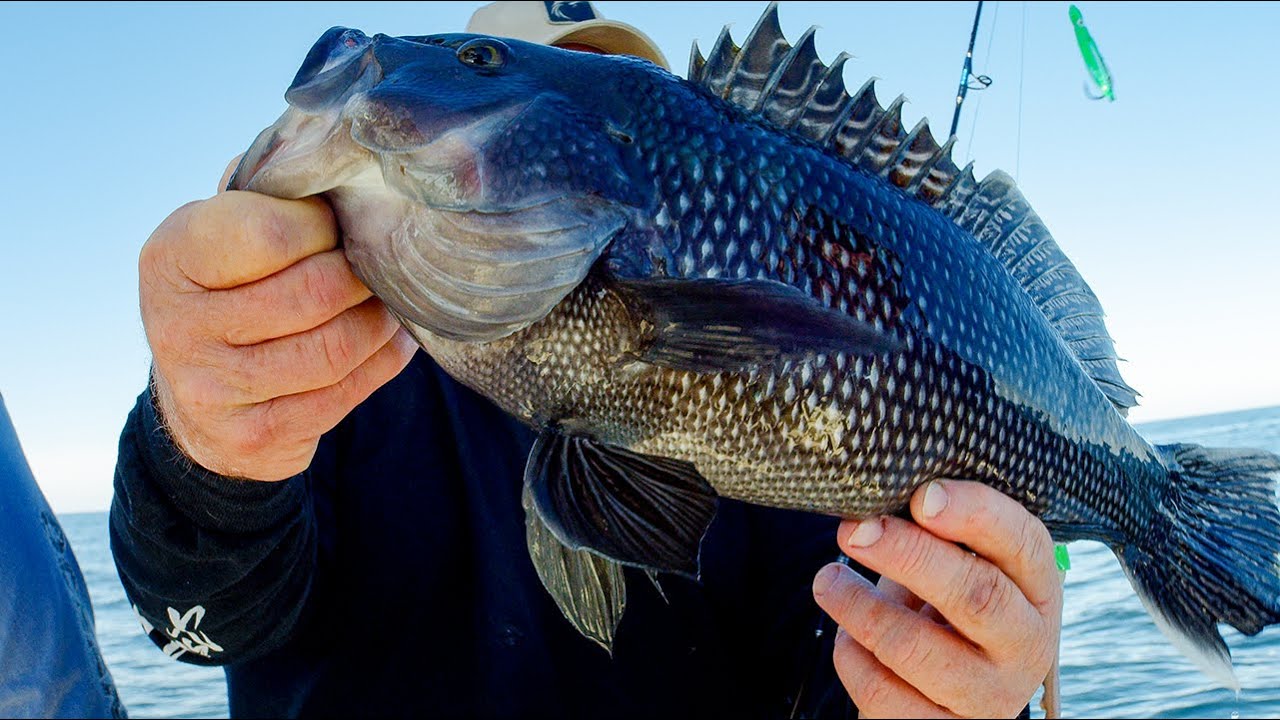 Tutorial BEST Tactics for Black Sea Bass! (How to, Wrecks, Bottom