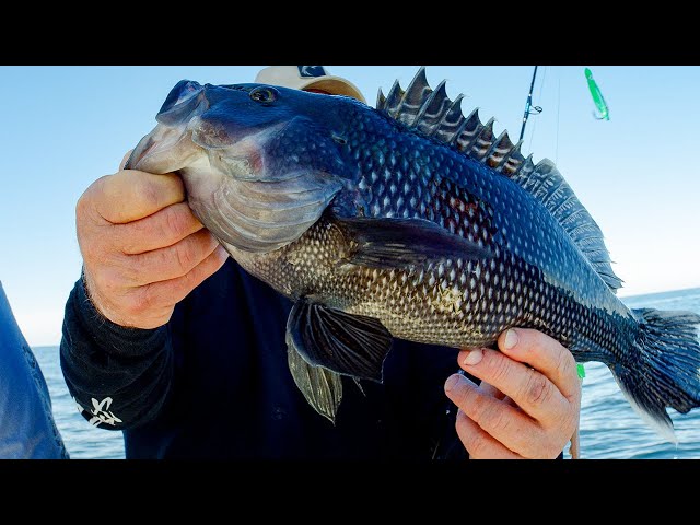 Tutorial: BEST Tactics for Black Sea Bass! (How to, Wrecks, Bottom Fishing,  Jigging, Baits) 