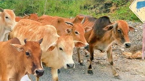 Suara Sapi Moo, kawanan Lembu sapi jinak berkeliling di jalan,ladang, Sapi lucu...