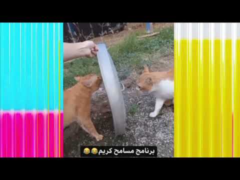 cat funny  #funnycatvideos #catscatscats