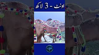 Camel 3 lakh Goat market Lahore, Saggian. More animals, fewer buyers, rates have fallen,
