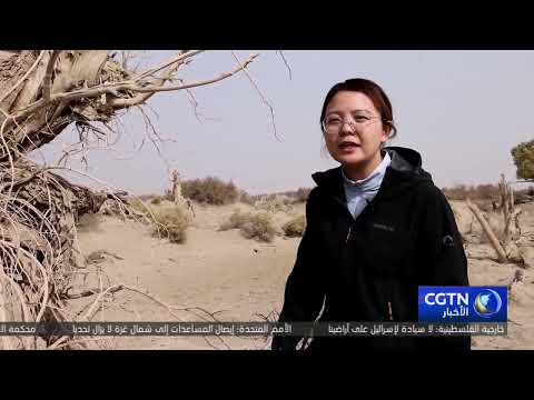 الإدارة العلمية تعيد الحياة إلى غابات حوض تاريم في الصين