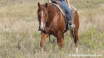 I Am A Little Booger - on the trail! - ValleyViewRanch.net