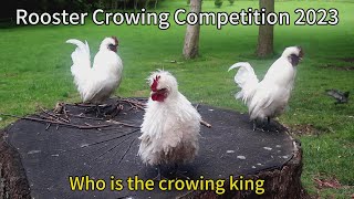 roosters crowing competition 2023 - who is the crowing king !