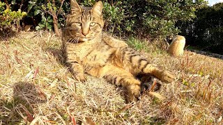 猫達がポカポカと暖かい日光を浴びて毛繕いをする