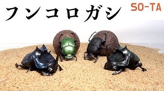 フンコロガシ Youtube