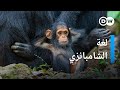 كيف تتحدث حيوانات الشمبانزي وماذا تقول لبعضها المستقبل الآن 