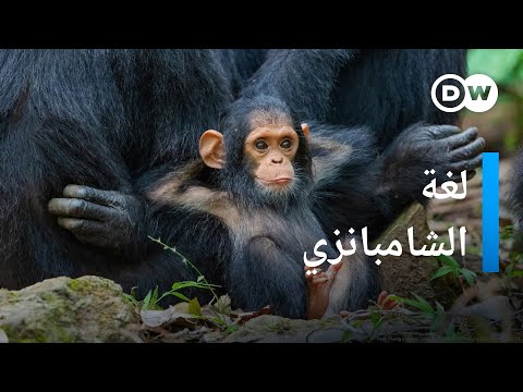 كيف تتحدث حيوانات الشمبانزي وماذا تقول لبعضها المستقبل الآن