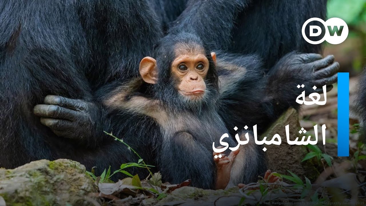 كيف تتحدث حيوانات الشمبانزي وماذا تقول لبعضها؟ | المستقبل الآن