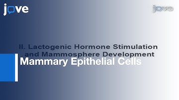 Mouse Mammary Epithelial Cells Form Mammospheres: Lactogenic Differentiation l Protocol Preview