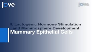 Mouse Mammary Epithelial Cells Form Mammospheres Lactogenic Differentiation L Protocol Preview