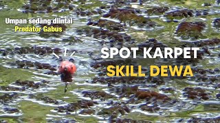 Menakjubkan Sambaran Ikan Gabus Di Depan Mata  Casting Ikan Gabus Rawa Liar
