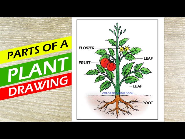Plant Part Images - Free Download on Freepik