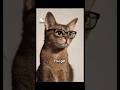 what happens when you spell absolutely nothing backwards #cat #funny #memes #cute #funnymemes#fyp