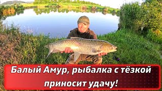 Белый Амур, рыбалка с тёзкой приносит удачу!