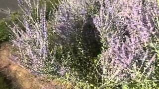 Lavender and Echinacea Plants.