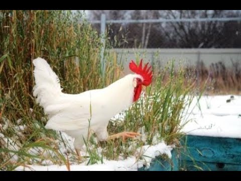 Как правильно определять возраст петуха.