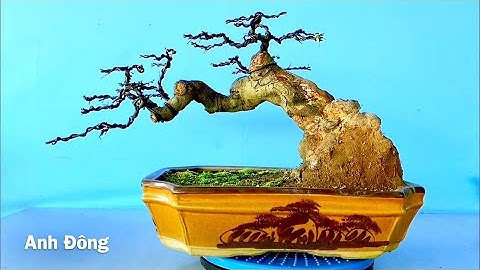 Làm lại cây khế gân sau 1 năm