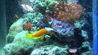 Onyx Clownfish Spawning