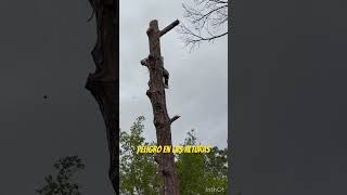 Talando árbol de pino 🌲 #shortvideo #feel #foryou #feedshorts